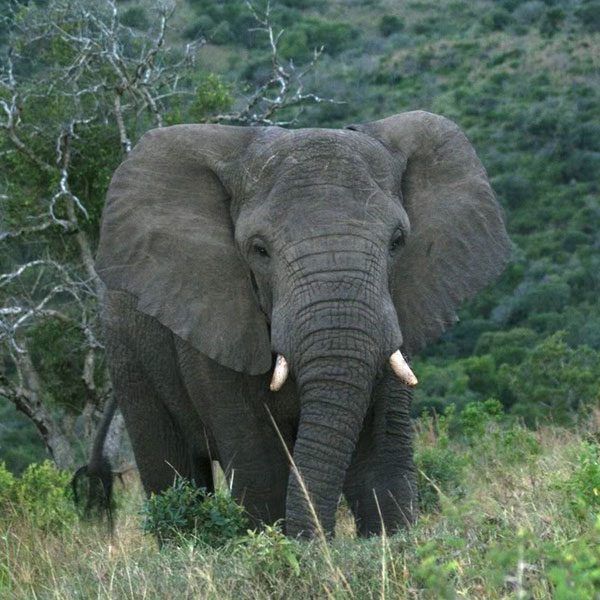 elephant-600x600