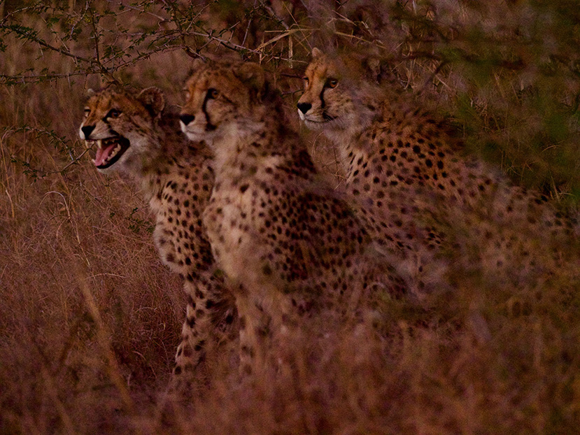 ES-2019-Three-cheetahs---Carl---Great