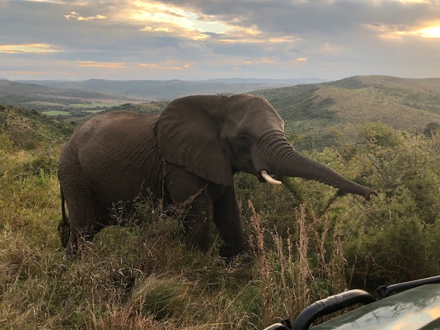 Eco Safari 2018 - elephant (c) Rosie Friehoff