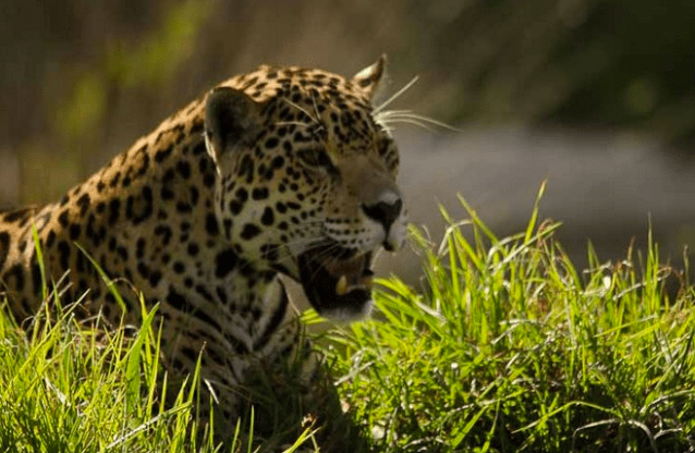 leopard-at-jukani-wildlife-sanctuary