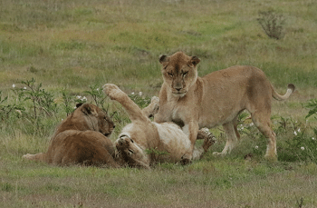3 UKRAINE lions LAEO Ukraine rescued now in their forever home 3 UKRAINE lions LAEO Ukraine rescued now in their forever home