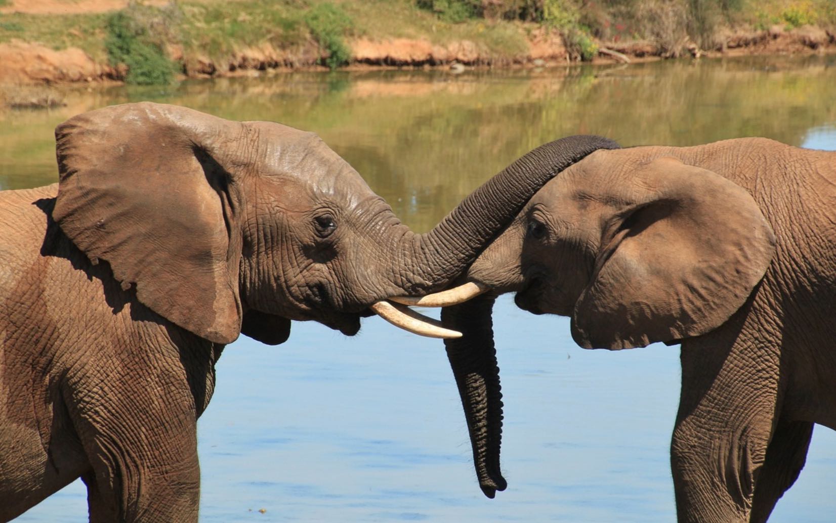 2-Elephants-lo-rez-free-photo-from-African-website