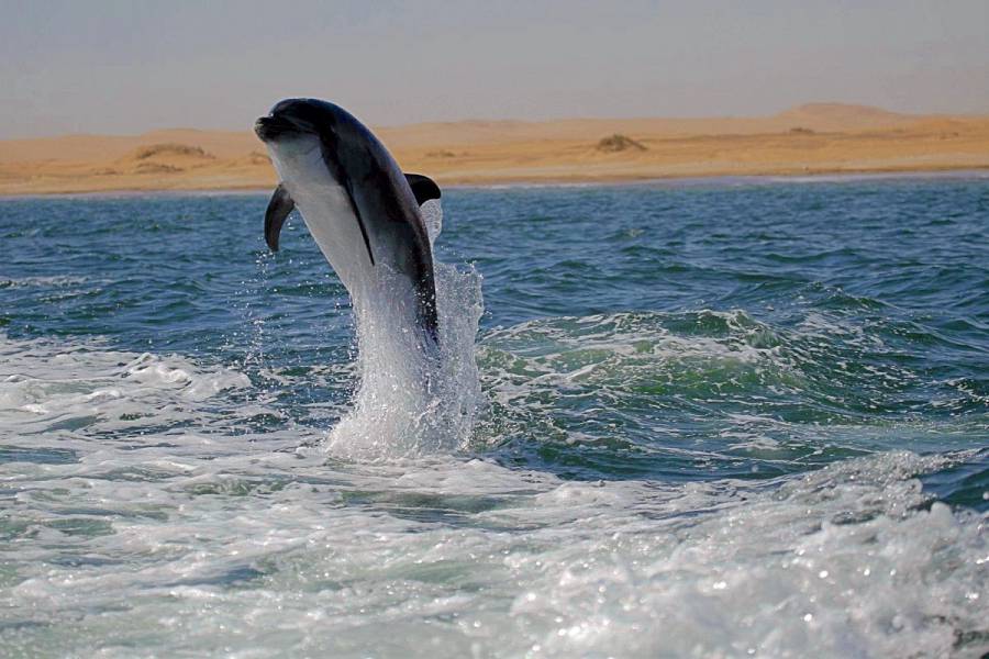 Eco-Safari-2024-Namibia-Dolphin-on-Dolphin-Tours_900-1232-9