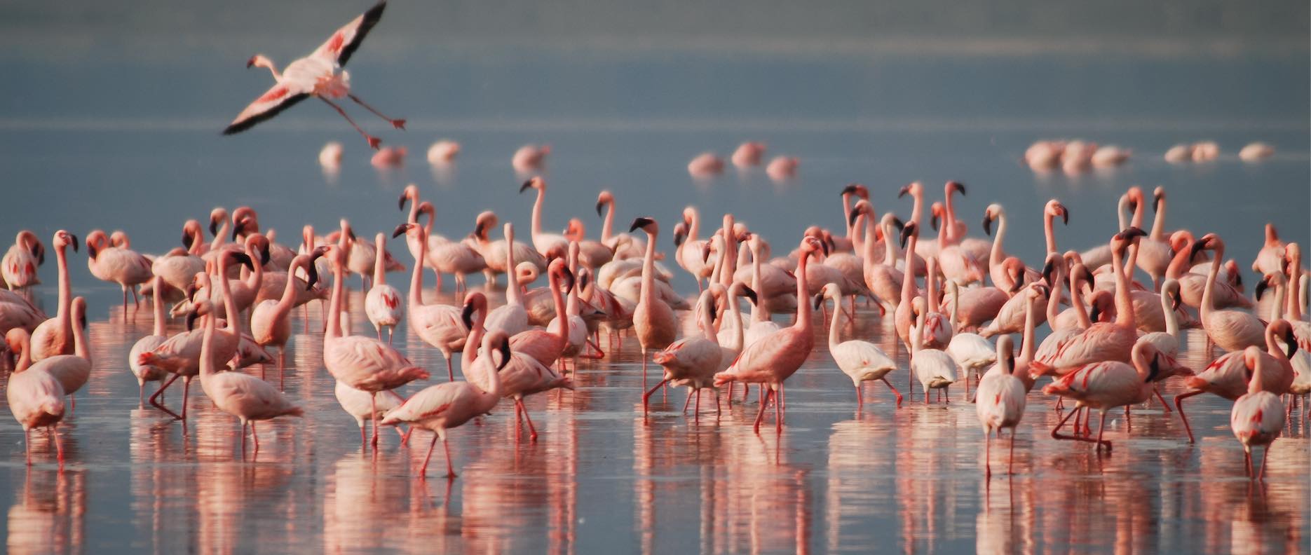 Flamingos-banner-free-from-Pixabay