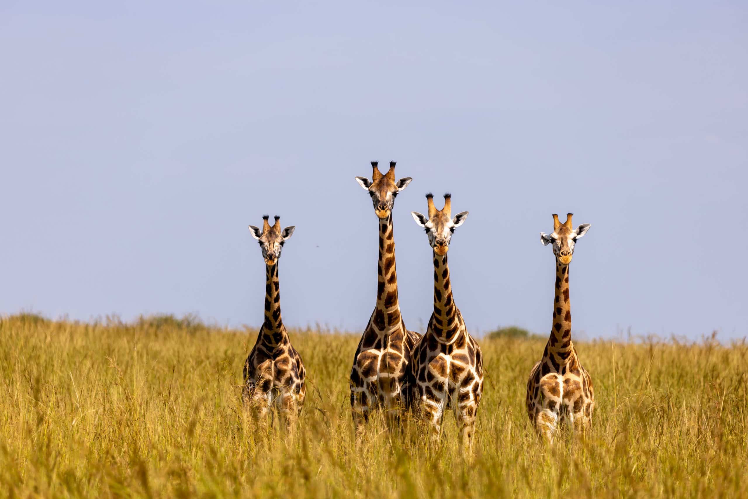 giraffes-7708391