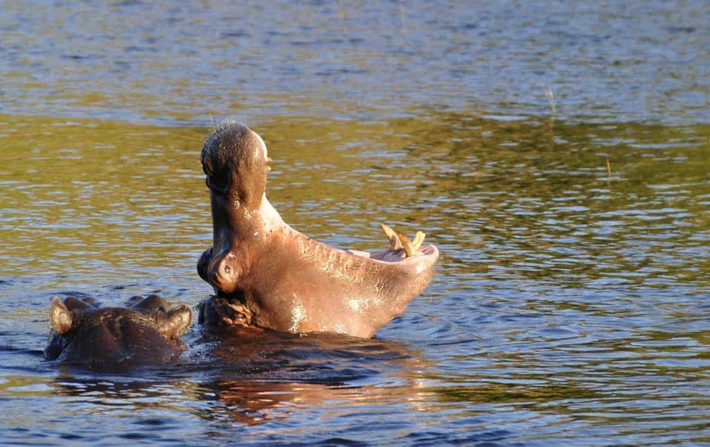 hippo-Chobe-lo-rez-free-from-Pixabay-scaled hippo-Chobe-lo-rez-free-from-Pixabay-scaled