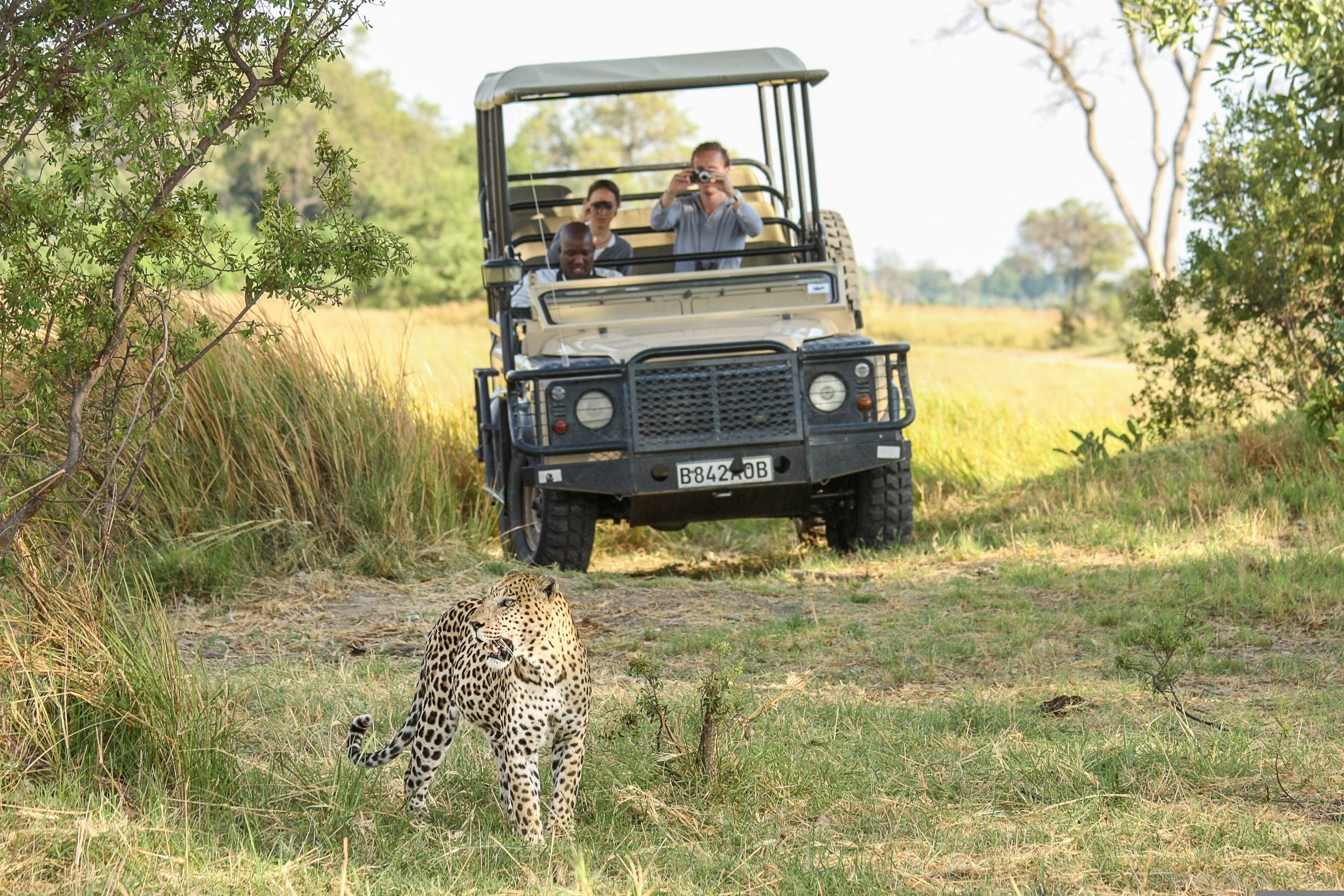 leopard-Botswana-free-from-Pixabay-scaled