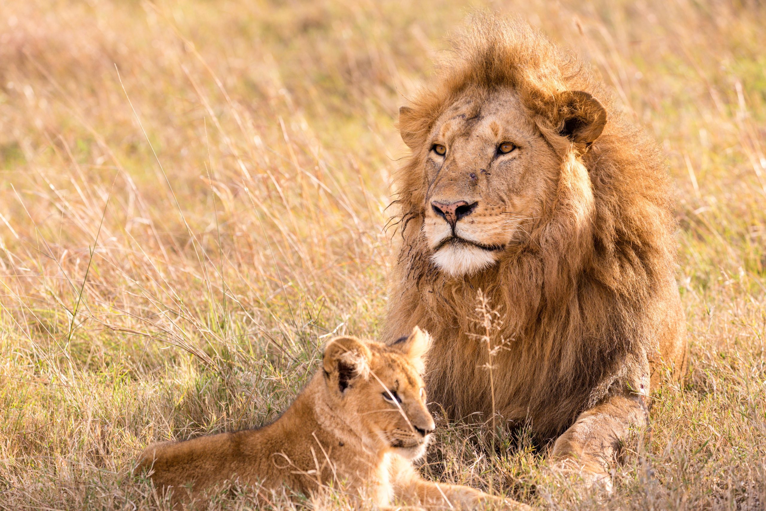 lion-and-cub-free-from-Pixaby-scaled