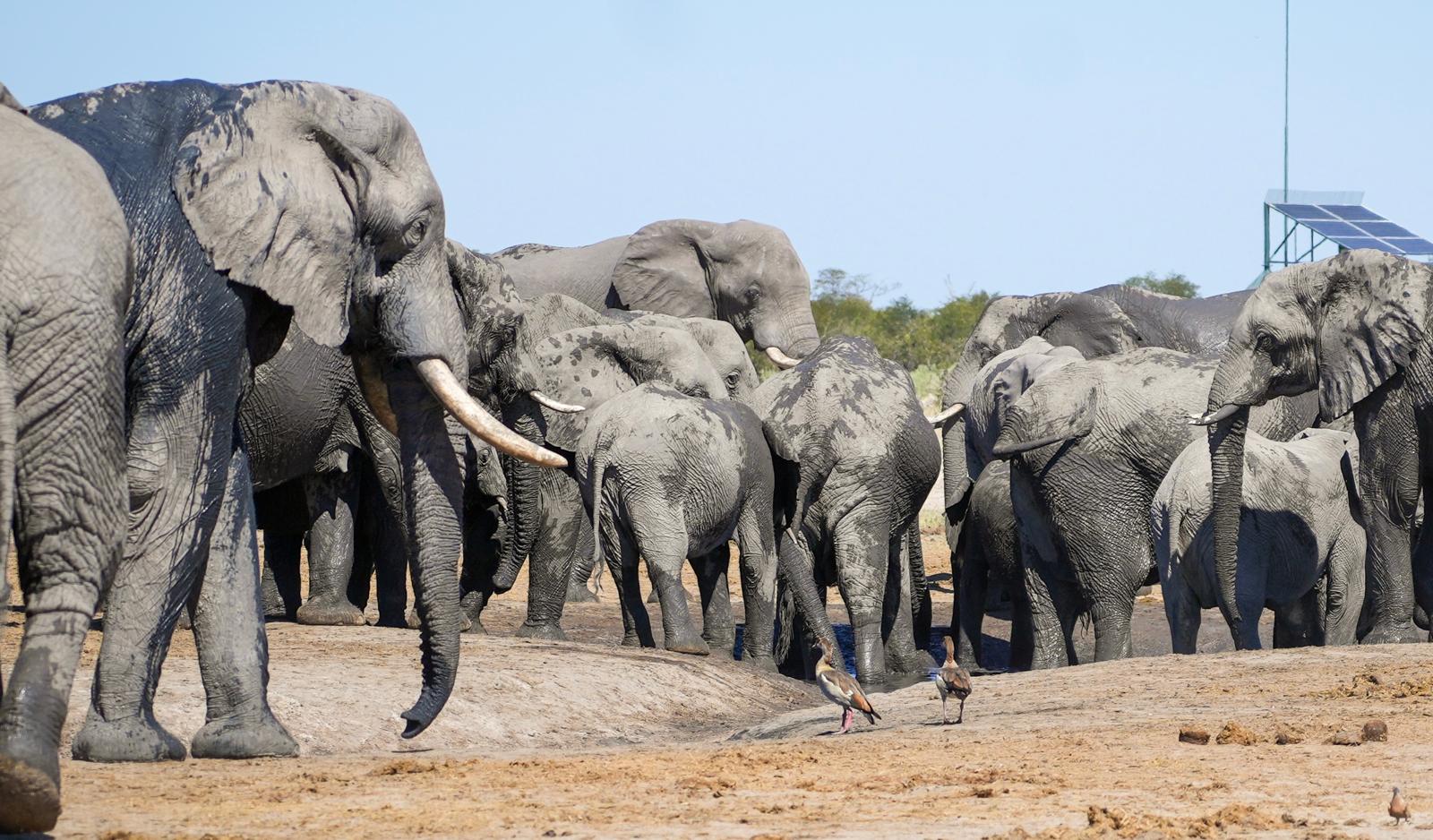 PHOTO-2024-05-12-Larry Mah - Elephant herd at watering hole