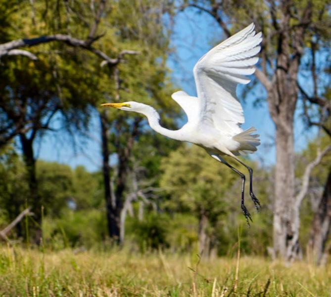 PHOTO-2024-05-12-Larry Mah - Spectacular heron shot