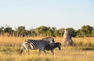 zebra zebra